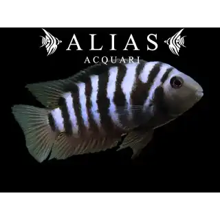 Cichlasoma Nigrofasciatum