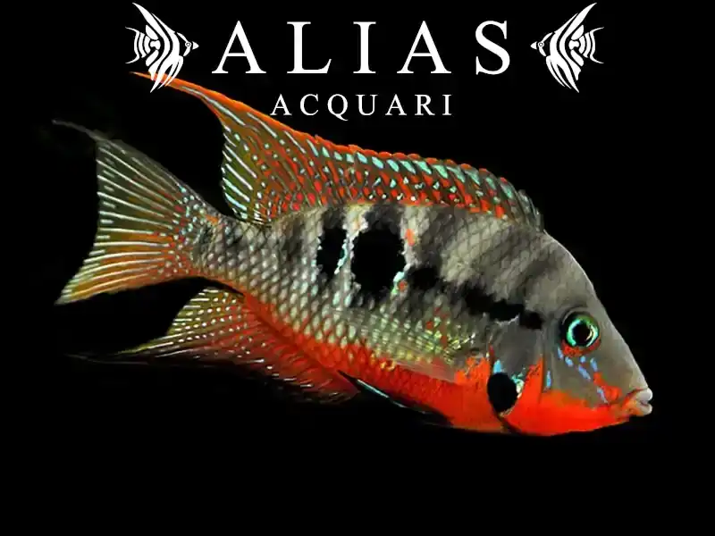 Cichlasoma Meeki