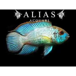Andinoacara Pulcher neon blue