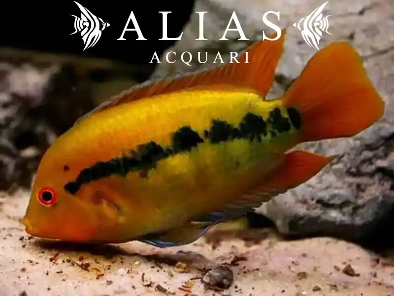 Herotilapia Multispinosa Orange