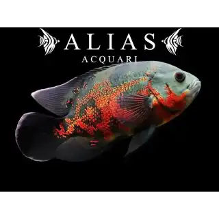 Astronotus Ocellatus