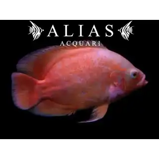 Astronotus Ocellatus albino red oscar