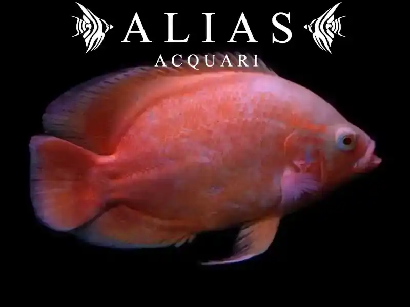 Astronotus Ocellatus albino red oscar