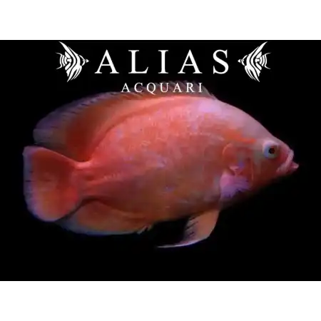 Astronotus Ocellatus albino red oscar