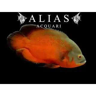 Astronotus Ocellatus red oscar