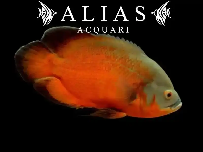 Astronotus Ocellatus red oscar