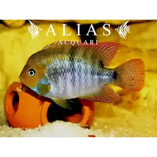 Cichlasoma Sajica