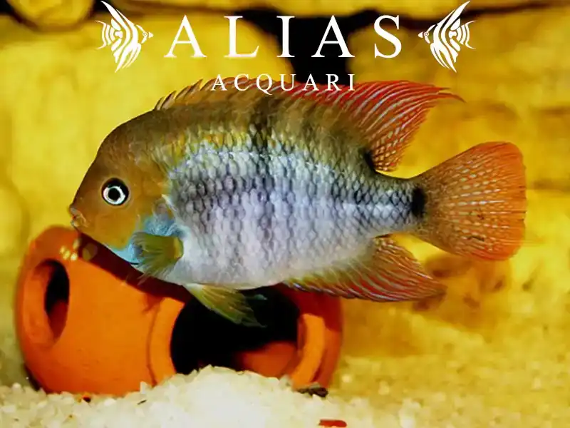 Cichlasoma Sajica