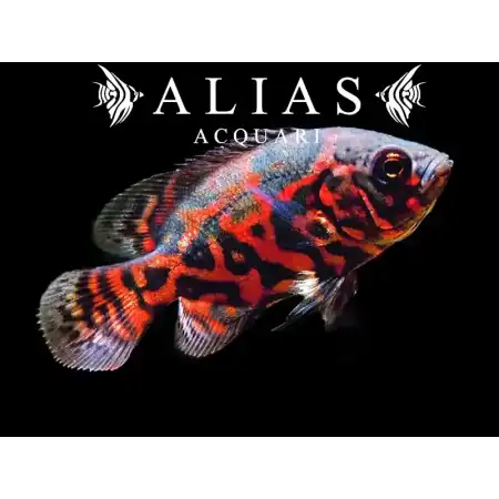 Astronotus Ocellatus Tiger Oscar