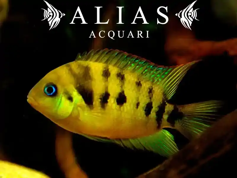 Amatitlania Nanolutea