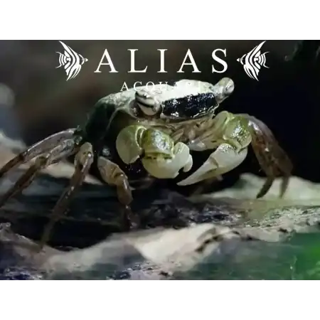 Geosesarma sp. Batik