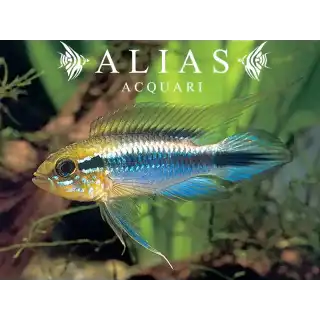 Apistogramma Agassizii blue