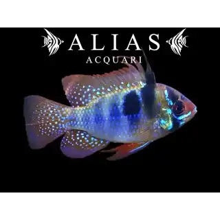Mikrogeophagus ramirezi «Blue Brilliant»
