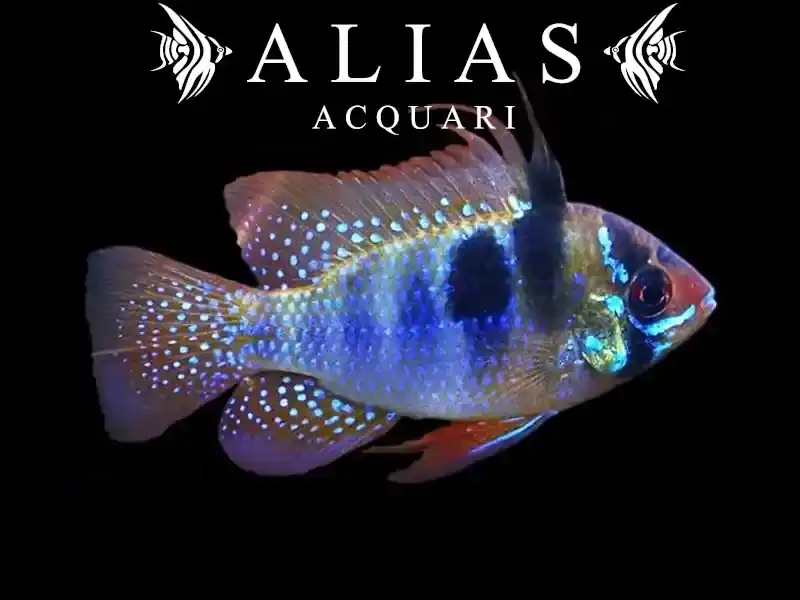 Mikrogeophagus ramirezi «Blue Brilliant»