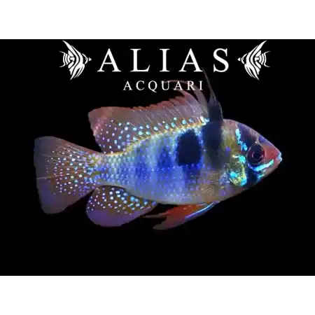Mikrogeophagus ramirezi «Blue Brilliant»