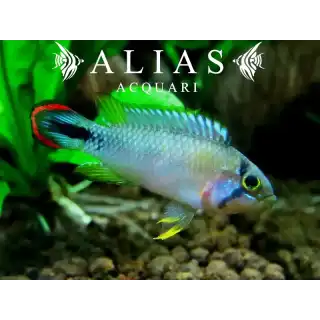 Apistogramma Pandourini