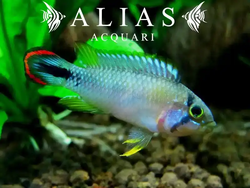 Apistogramma Pandourini