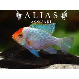 Papiliochromis ramirezi Blu Red Head