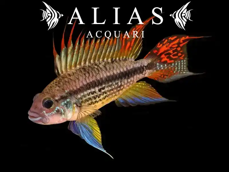Apistogramma Cacatuoides