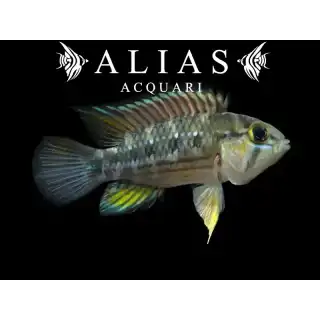 Apistogramma cruzi