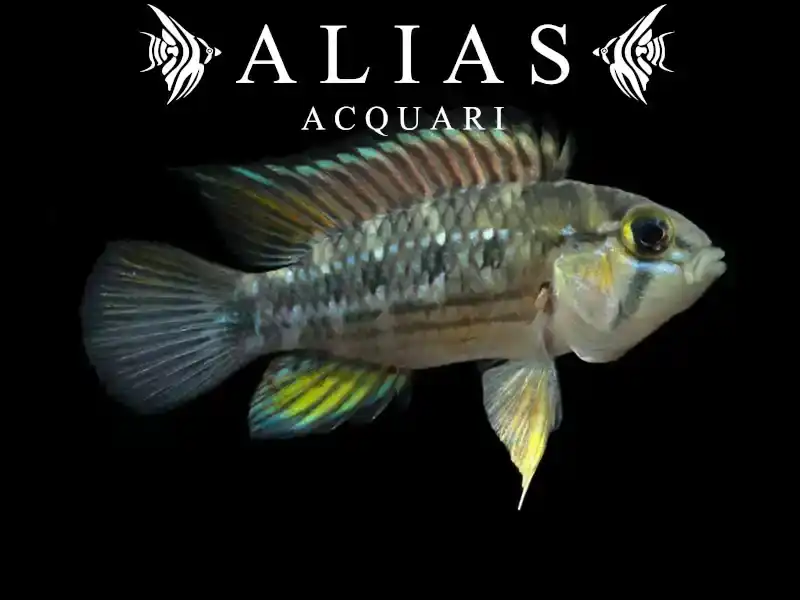 Apistogramma cruzi