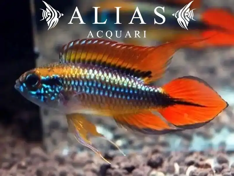 Apistogramma Agassizii Double Red