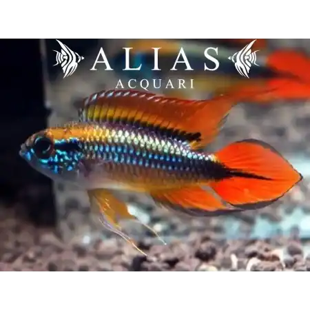 Apistogramma Agassizii Double Red