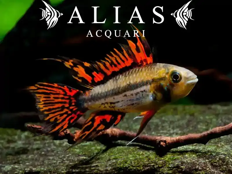 Apistogramma Cacatuoides Double Red