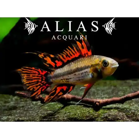 Apistogramma Cacatuoides Double Red