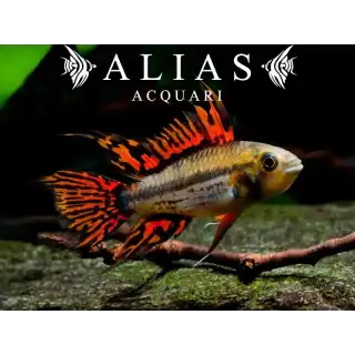 Apistogramma Cacatuoides Double Red