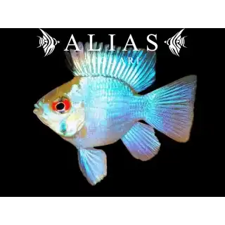 Papiliochromis ramirezi electric blue balloon