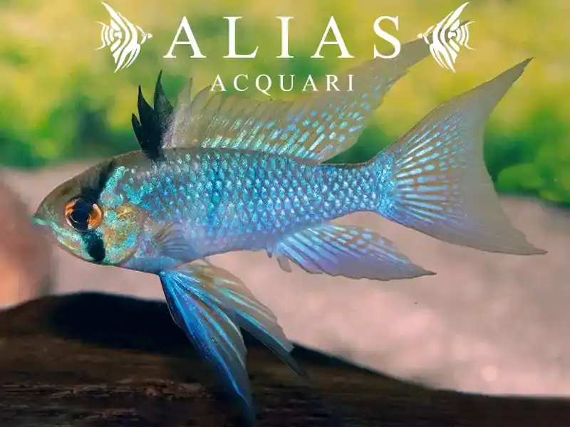 Papiliochromis ramirezi Electric Blue LF