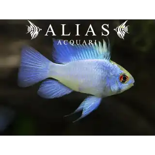 Papiliochromis ramirezi Electric Blue