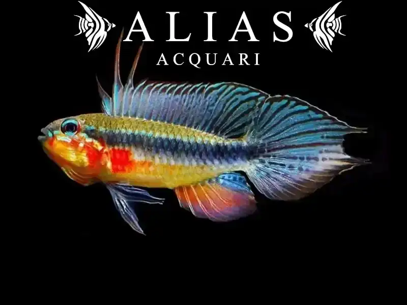 Apistogramma Elizabethae