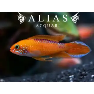 Apistogramma Agassizii Fire Red