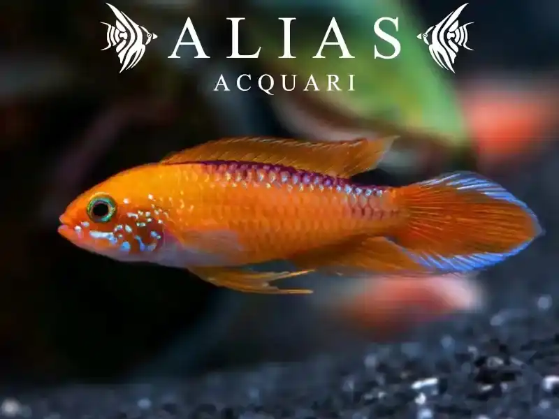 Apistogramma Agassizii Fire Red