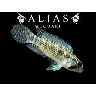 Apistogramma Meinkenni