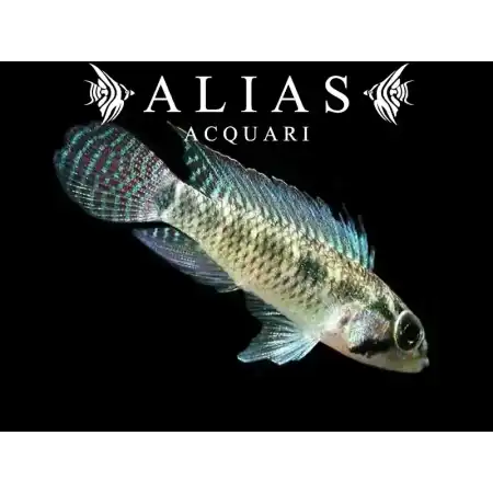 Apistogramma Meinkenni