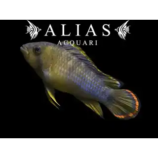 Apistogramma Nijsseni