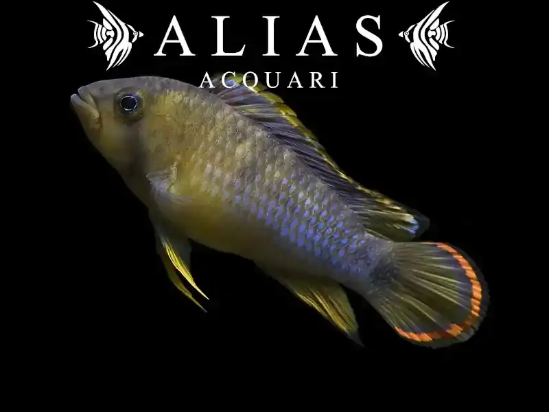 Apistogramma Nijsseni