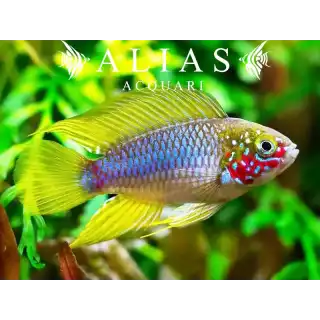 Apistogramma sp. Opal