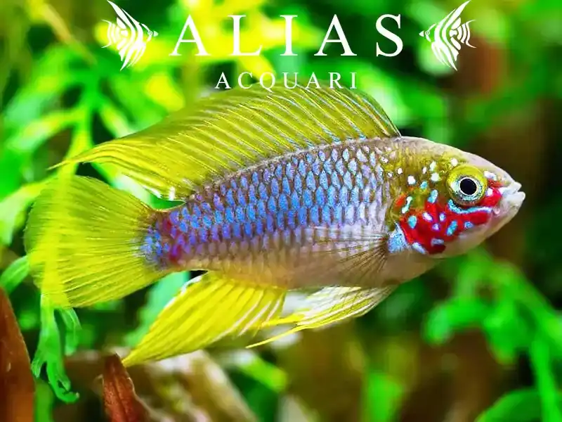 Apistogramma sp. Opal