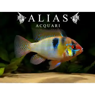 Mikrogeophagus ramirezi