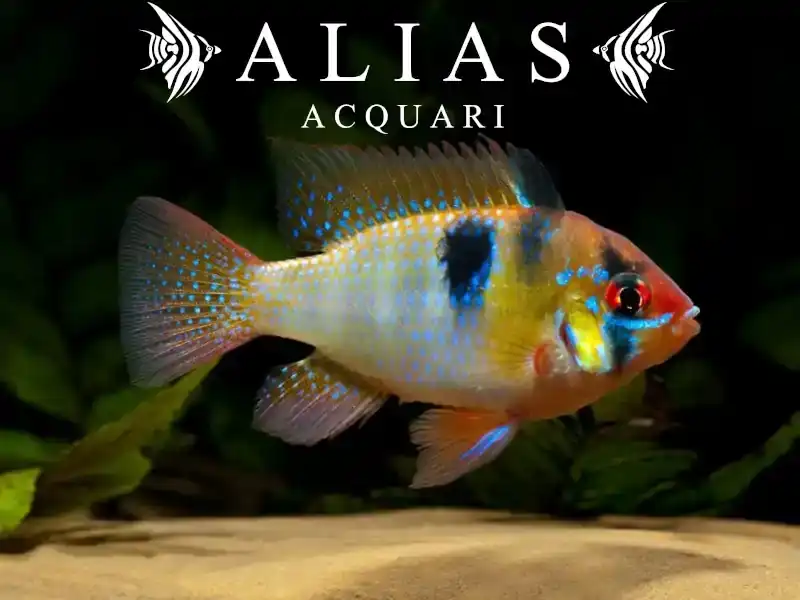 Mikrogeophagus ramirezi