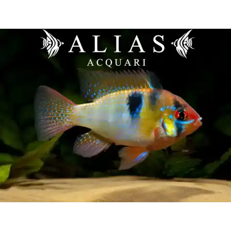 Mikrogeophagus ramirezi