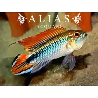 Apistogramma Agassizii red dorsal