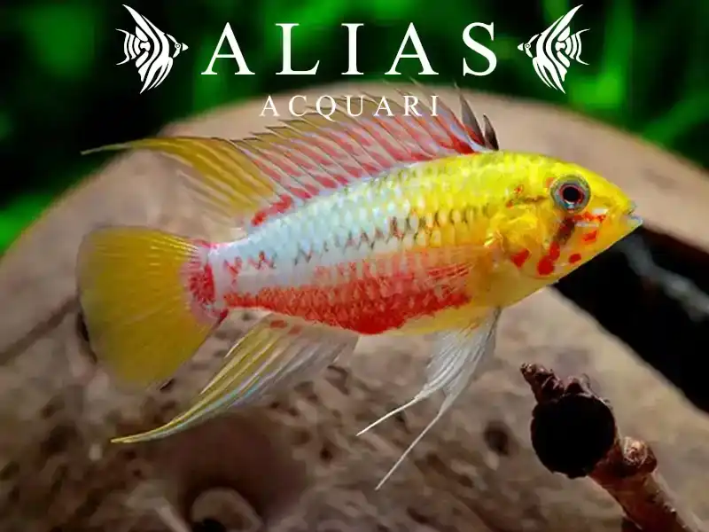 Apistogramma Hongsloi red gold