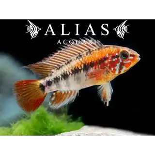 Apistogramma Macmasteri red mask