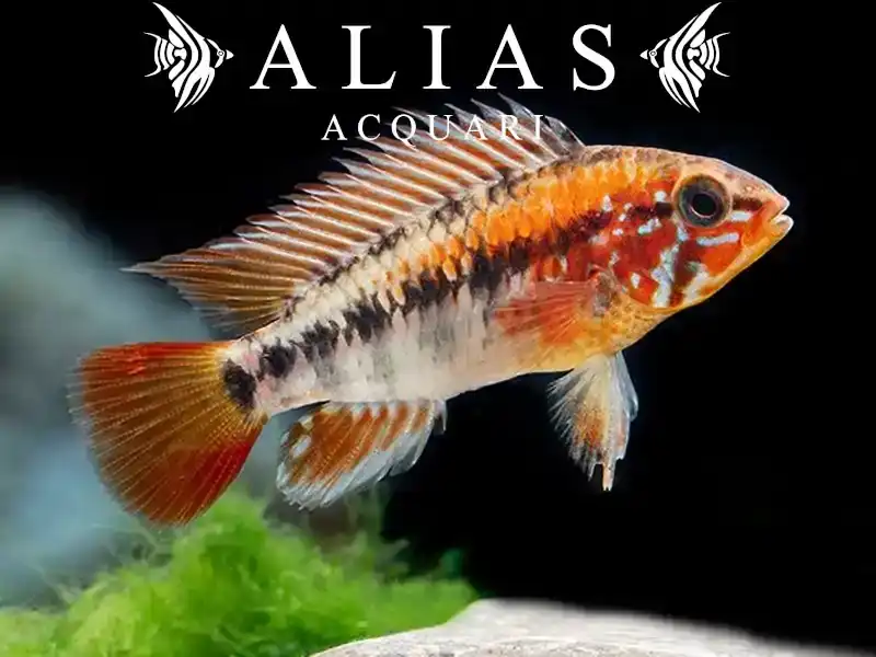 Apistogramma Macmasteri red mask