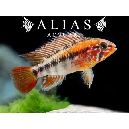 Apistogramma Macmasteri red mask